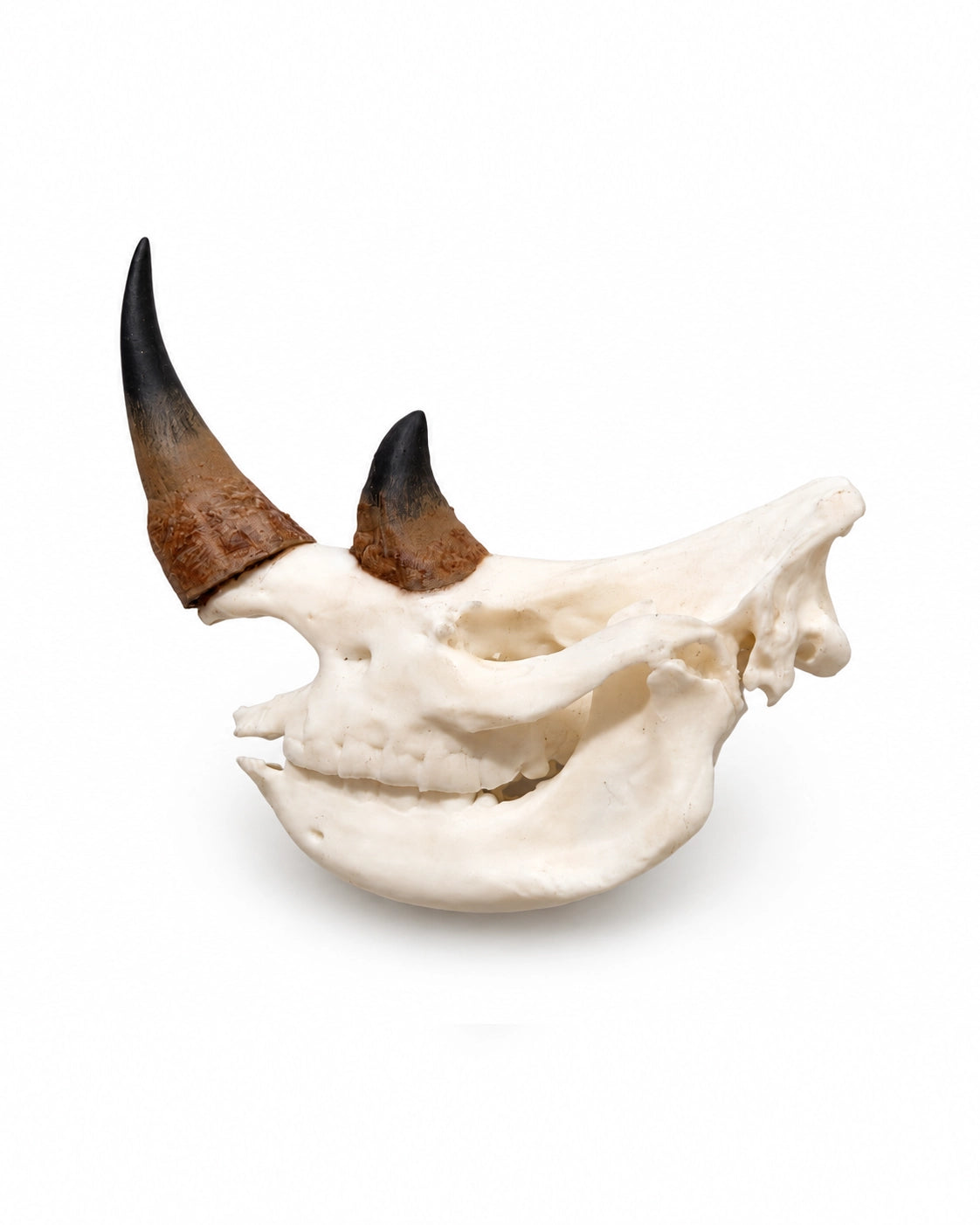 SKULLIES Miniatur Nashorn Schädel