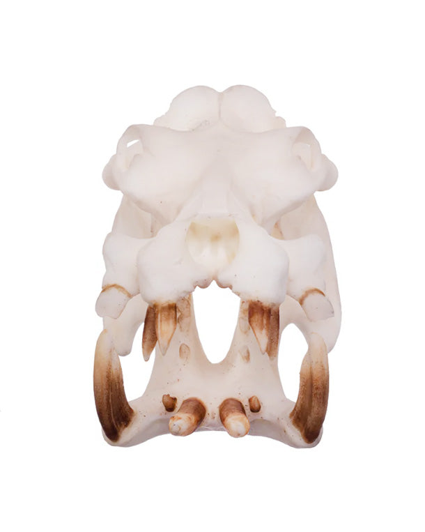 SKULLIES Miniature Hippo Skull 