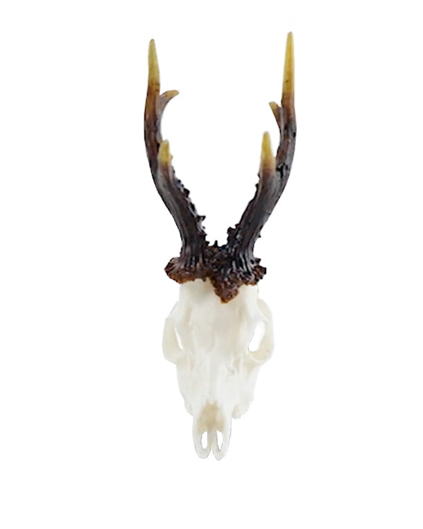 SKULLIES Miniature Roebuck Skull 