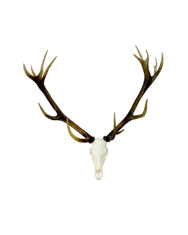 SKULLIES Miniature Red Deer Skull 