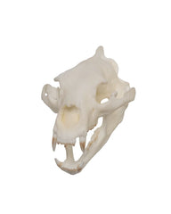 SKULLIES Miniatur Schwarzbären Schädel