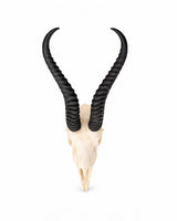 SKULLIES Miniatur Springbock Schädel
