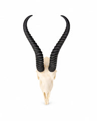 SKULLIES Miniatur Springbock Schädel