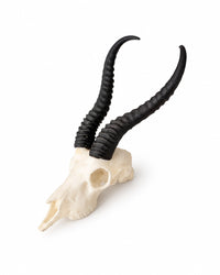 SKULLIES Miniatur Springbock Schädel