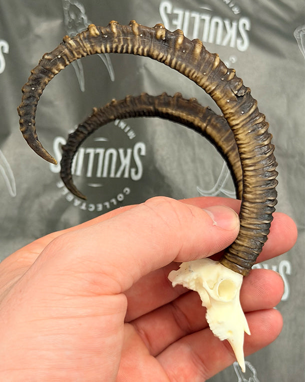 SKULLIES Miniatur Steinbock Schädel