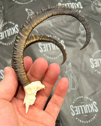 SKULLIES Miniatur Steinbock Schädel