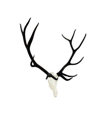 SKULLIES Miniatur Wapiti Schädel