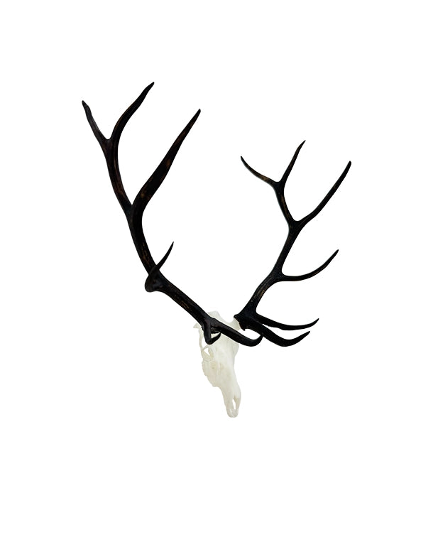 SKULLIES Miniatur Wapiti Schädel