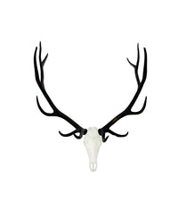 SKULLIES Miniatur Wapiti Schädel