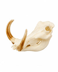 SKULLIES Miniatur Warzenschwein Schädel