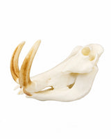 SKULLIES Miniatur Warzenschwein Schädel