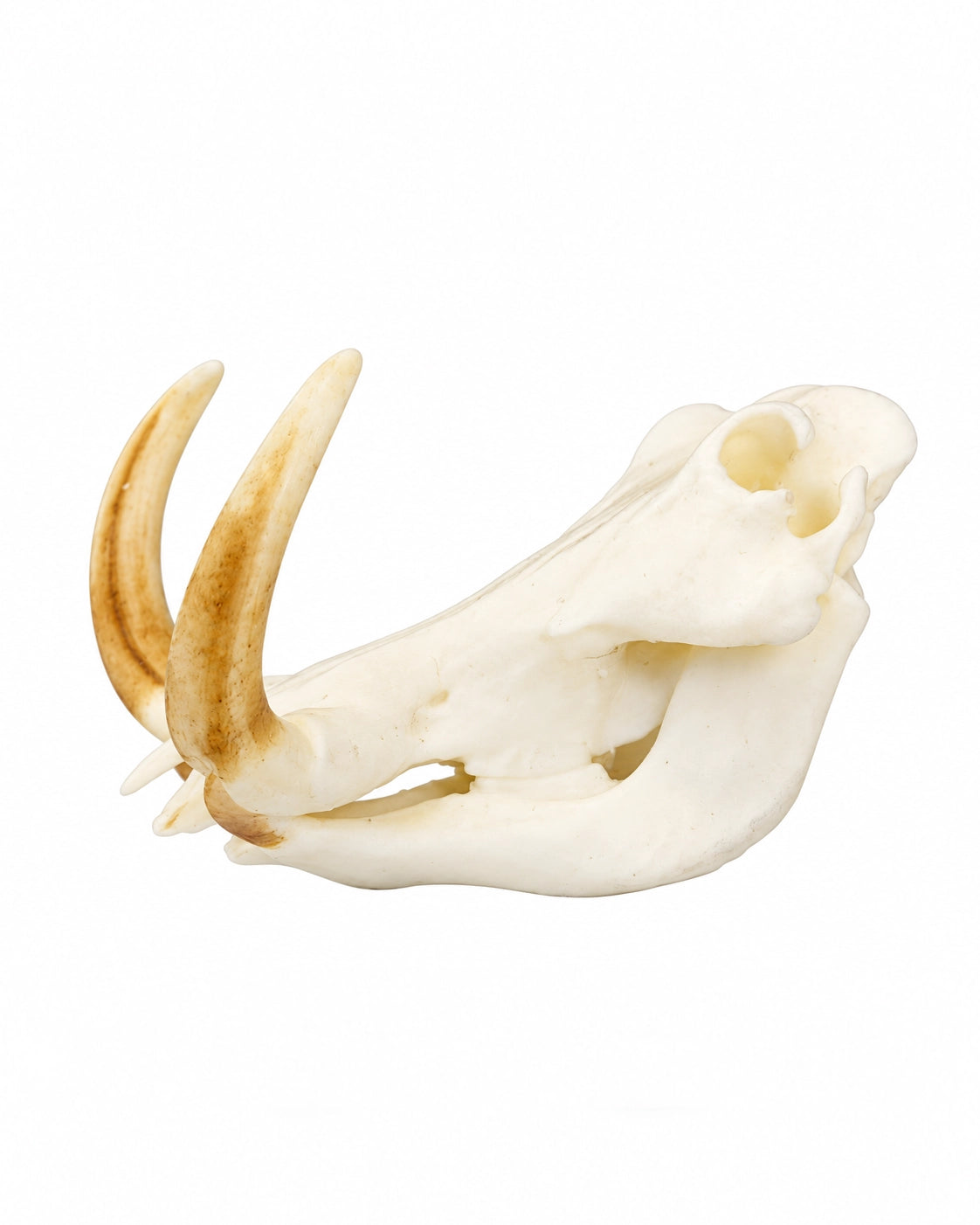 SKULLIES Miniatur Warzenschwein Schädel