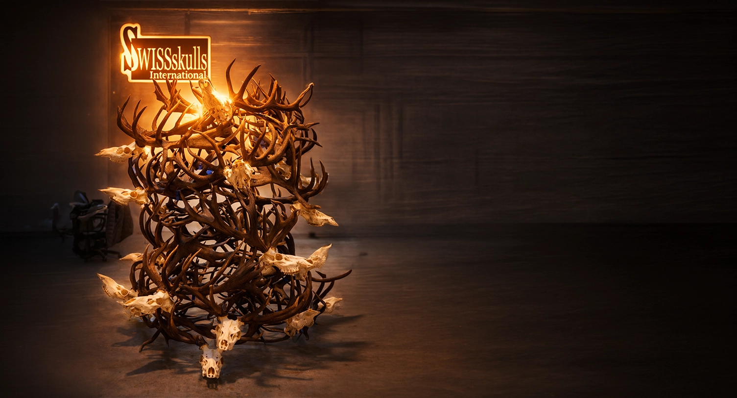 Trophäen präparieren bei SWISSskulls – professioneller Trophäen- Service Online. Aufbereitung Ihrer Jagdtrophäen in höchster Qualität. 