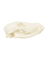 Black-backed Jackal Skull