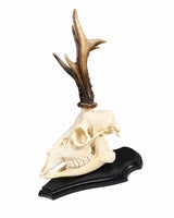 Vollständiger Schädel mit Unterkiefer auf schwarzem Trophäenschild, montierbar mit dem SWISSskulls Trophäenstift.