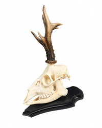 Vollständiger Schädel mit Unterkiefer auf schwarzem Trophäenschild, montierbar mit dem SWISSskulls Trophäenstift.