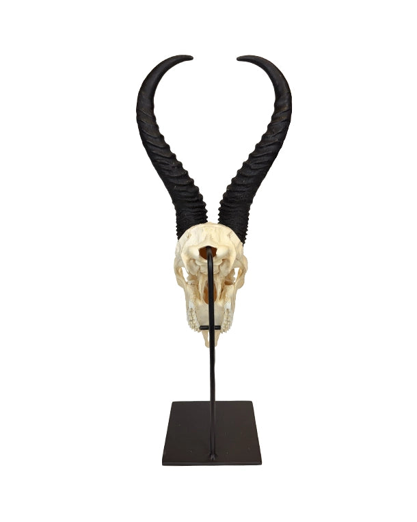 Echter Springbock Schädel auf Sockel