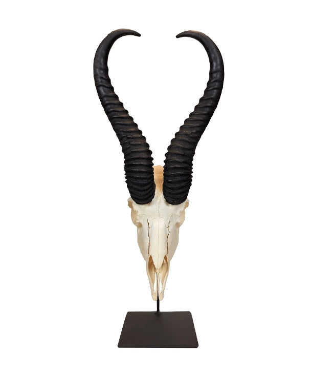 Echter Springbock Schädel auf Sockel