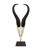 Echter Springbock Schädel auf Sockel