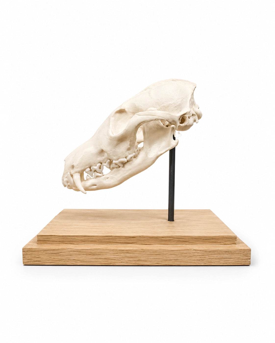 Schädel Sockel für Fuchs Schädel kaufen bei SWISSkulls