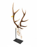 Schwarzer Schädel-Sockel für Damhirsch und kleinere Rothirsche – stabiler Metallständer zur stilvollen Präsentation von Hirschschädeln.