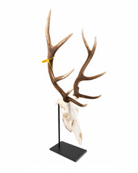 Schwarzer Schädel-Sockel für Damhirsch und kleinere Rothirsche – stabiler Metallständer zur stilvollen Präsentation von Hirschschädeln.