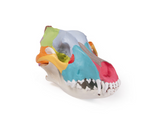 Replica dog skull with didactic painting