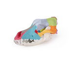 Replica dog skull with didactic painting