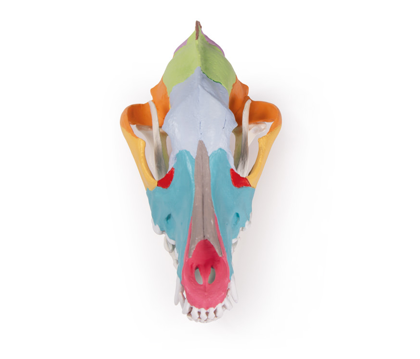 Replica dog skull with didactic painting