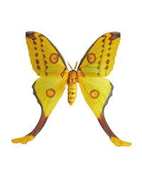 Echter Kometenfalter ♀