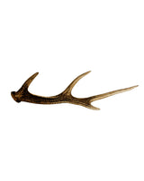 Echte Sikahirsch Abwurfstangen