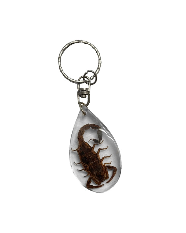 Der Skorpion-Schlüsselanhänger von SWISSskulls ist ein aussergewöhnliches Accessoire für Sammler und Liebhaber exotischer Tiere. Jeder Anhänger enthält ein echtes Präparat, das in hochwertigem Kunstharz dauerhaft konserviert wurde – robust, langlebig und einzigartig.