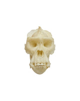 SKULLIES Miniatur Gorilla Schädel