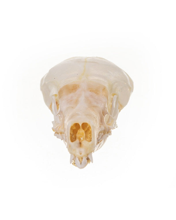 Real Shrew Skull