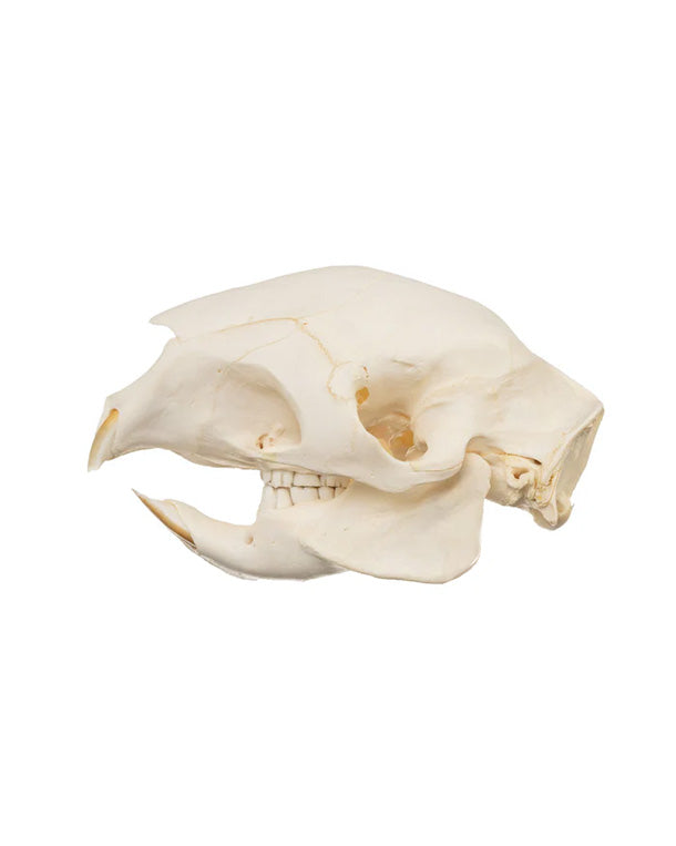 Real African Porcupine Skull