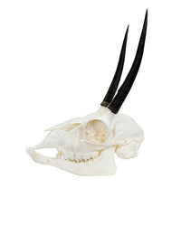 Genuine ibex skull 