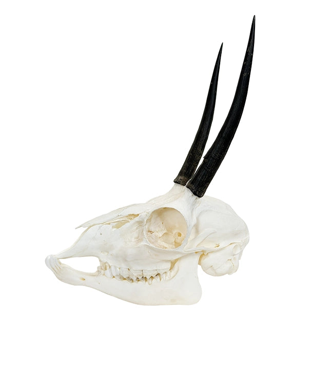 Genuine ibex skull 
