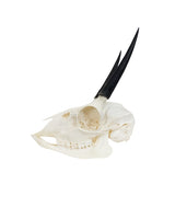 Echter Steinböckchen-Schädel (Raphicerus) – fein präpariert, detailreich und naturgetreu. Jetzt Steinböckchen-Schädel bei SwissSkulls kaufen.