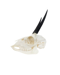 Echter Steinböckchen-Schädel (Raphicerus) – fein präpariert, detailreich und naturgetreu. Jetzt Steinböckchen-Schädel bei SwissSkulls kaufen.