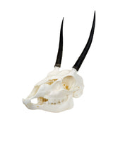 Genuine ibex skull 