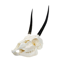 Genuine ibex skull 