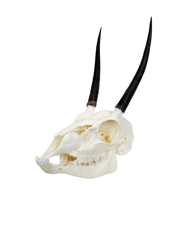 Genuine ibex skull 