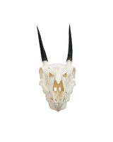 Echter Steinböckchen-Schädel (Raphicerus) – fein präpariert, detailreich und naturgetreu. Jetzt Steinböckchen-Schädel bei SwissSkulls kaufen.