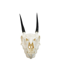 Echter Steinböckchen-Schädel (Raphicerus) – fein präpariert, detailreich und naturgetreu. Jetzt Steinböckchen-Schädel bei SwissSkulls kaufen.