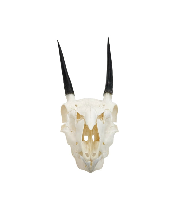 Echter Steinböckchen-Schädel (Raphicerus) – fein präpariert, detailreich und naturgetreu. Jetzt Steinböckchen-Schädel bei SwissSkulls kaufen.