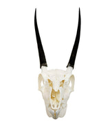 Genuine ibex skull 