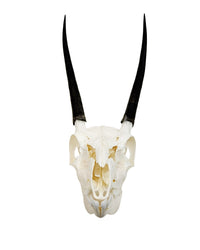 Genuine ibex skull 