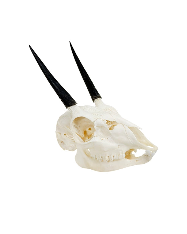 Echter Steinböckchen-Schädel (Raphicerus) – fein präpariert, detailreich und naturgetreu. Jetzt Steinböckchen-Schädel bei SwissSkulls kaufen.