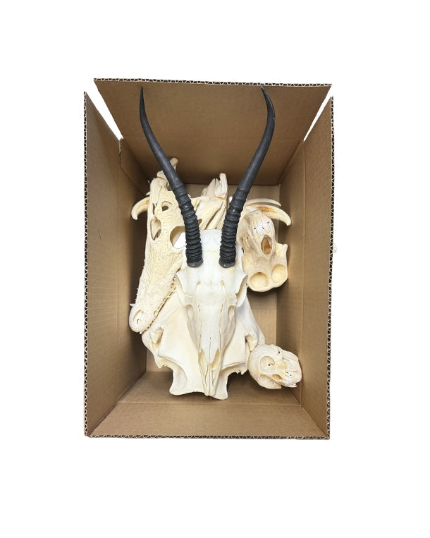 South Africa Mystery Box XL