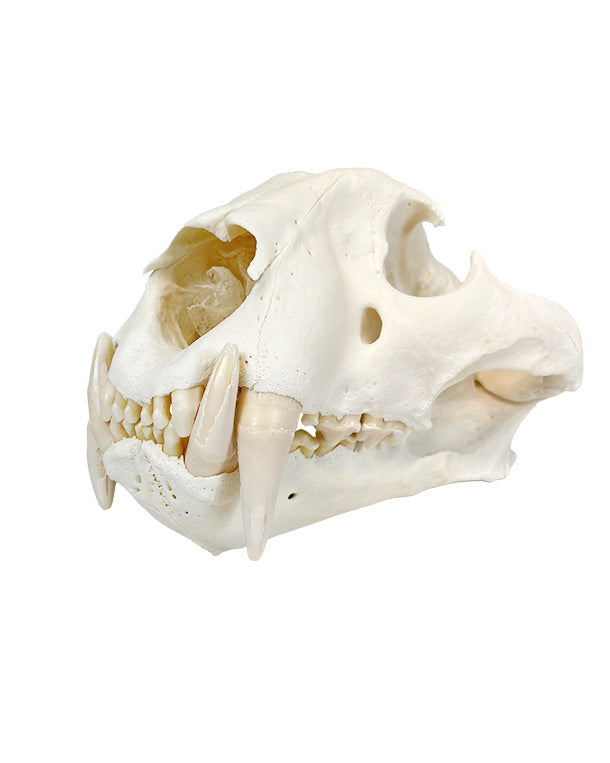 Real Tiger Skull